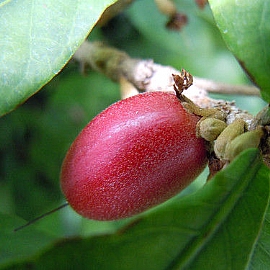 甚麼是神秘果?一起來解開神秘果面紗!